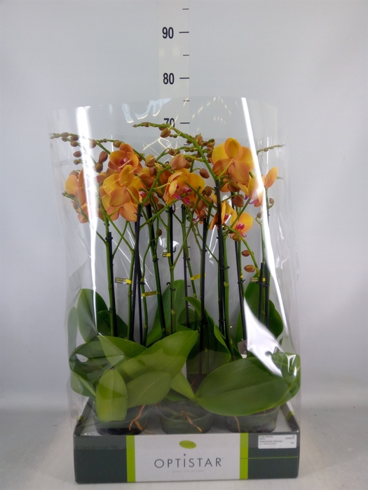 <h4>Phalaenopsis   ...orange</h4>