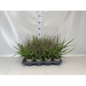 Eragrostis elliottii