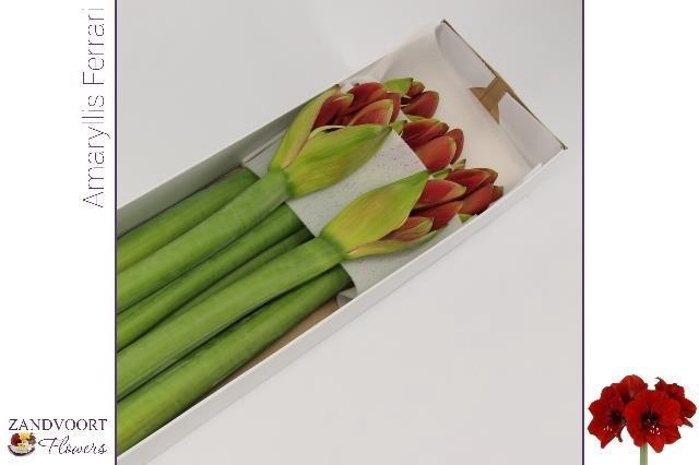 <h4>HIPP GA FERRARI</h4>