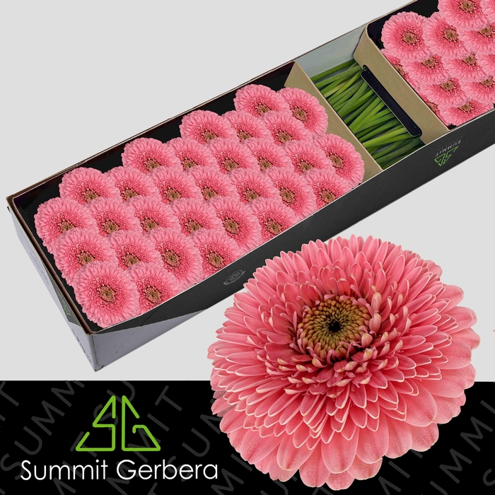 <h4>Germini Pomponi Piggy Doos</h4>
