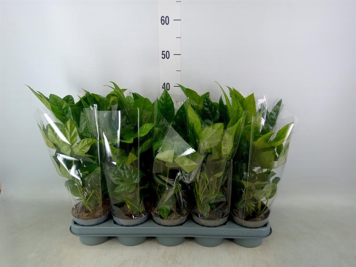 <h4>Fatsia japonica   ...</h4>