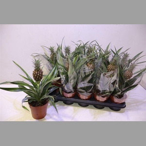 Ananas Rosita