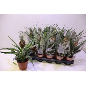Ananas Rosita