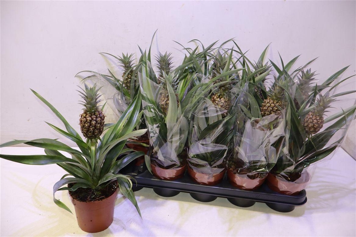 <h4>Ananas Rosita</h4>