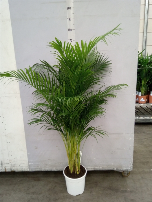 <h4>Dypsis lutescens   ...Chrysalidoca</h4>