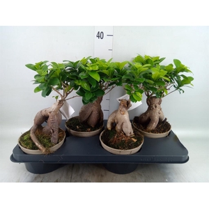 Ficus microcarpa 'Ginseng'