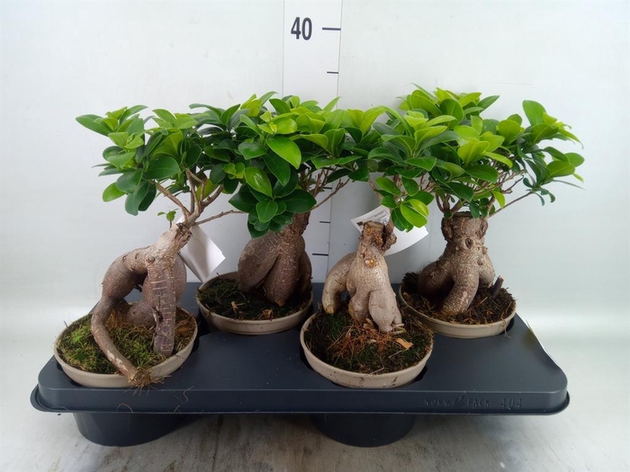 <h4>Ficus microcarpa 'Ginseng'</h4>