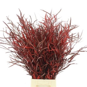 Grevilea Klb Red 200gr