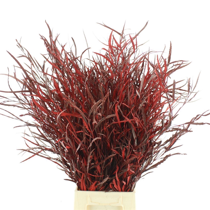 <h4>Grevilea Klb Red 200gr</h4>