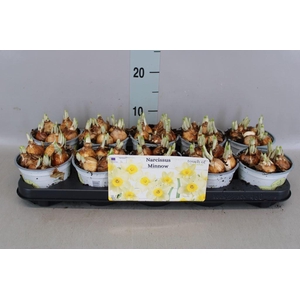 Narcissus taz. 'Minnow'