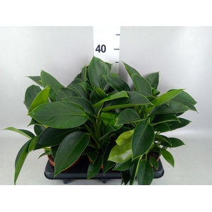 Philodendron  'Green Princess'