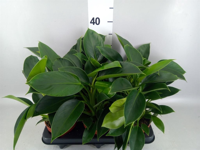 Philodendron  'Green Princess'