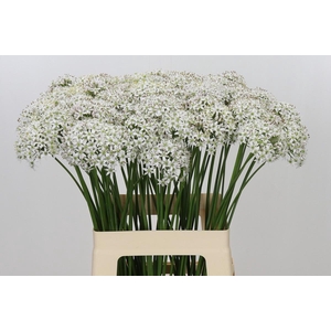 Allium Tuberosum