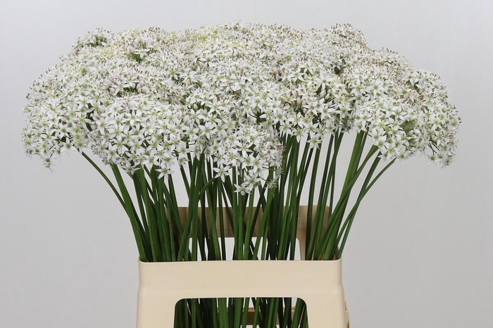 <h4>Allium Tuberosum</h4>