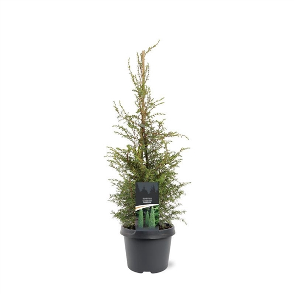 <h4>Juniperus communis 'Suecica' 50-60 C3</h4>