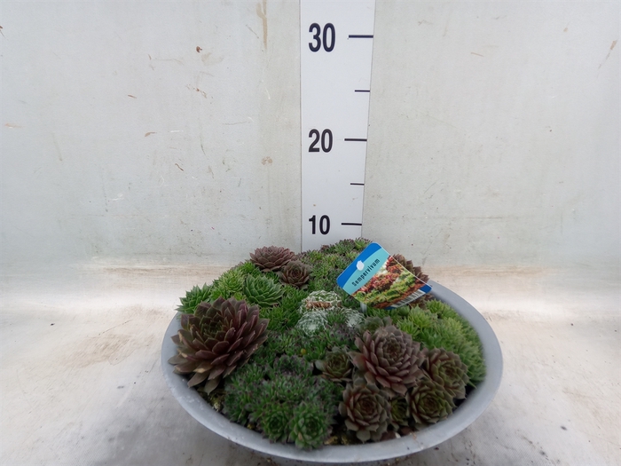 <h4>Sempervivum   ...</h4>