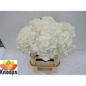 Hydr M Schneeball 80 Cm