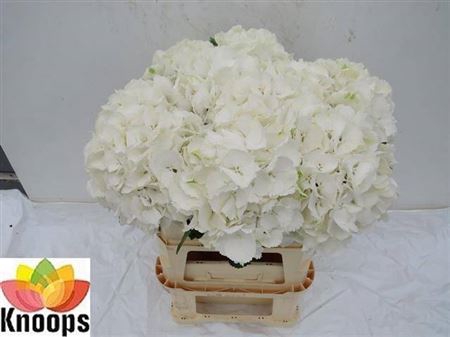 <h4>Hydr M Schneeball 80 Cm</h4>
