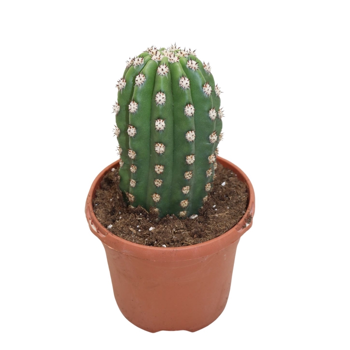 <h4>Trichocereus Grandiflorus</h4>