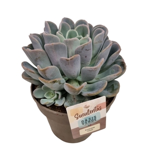 Echeveria Orpet