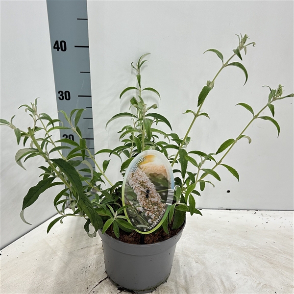 <h4>Buddleja dav. 'White Profusion'</h4>