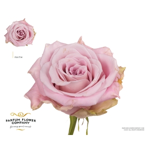 Rosa Premium Faith