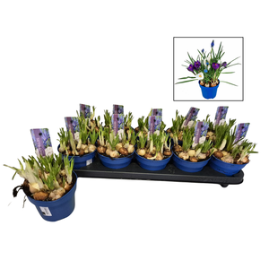 BOLBLOEMEN CARNAVAL MIX P12