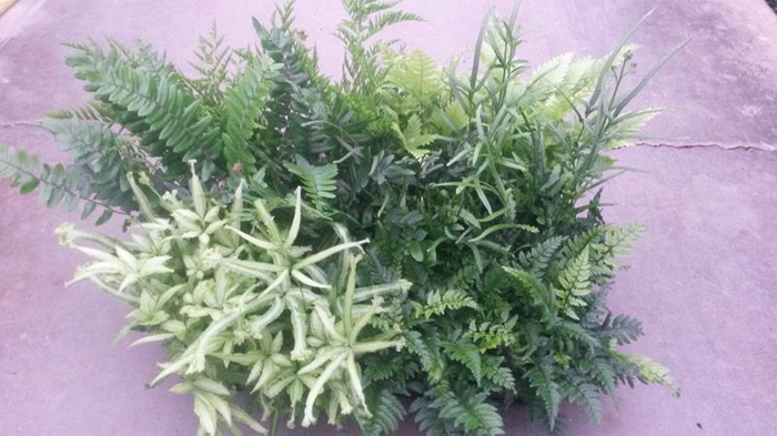 <h4>PTERIS CRETICA</h4>