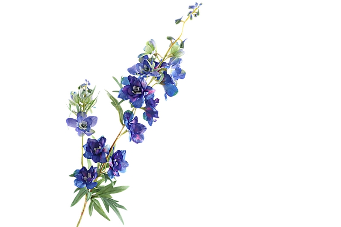 Delphinium Dark Blue