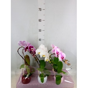 Phalaenopsis   ...