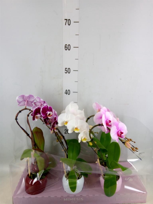 <h4>Phalaenopsis   ...</h4>