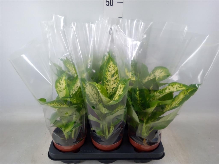 <h4>Dieffenbachia  'Compacta'</h4>