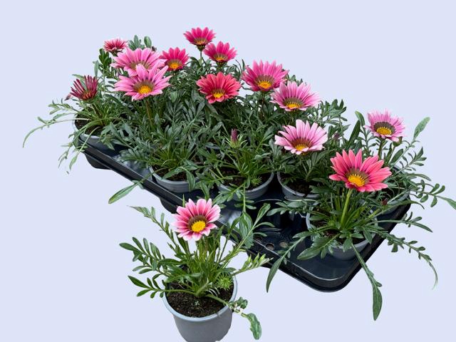 <h4>GAZ KISS ROSE</h4>