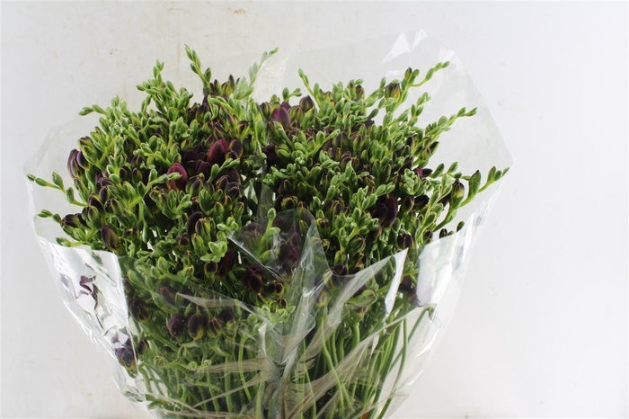 <h4>Fr Du Adele Cerise</h4>