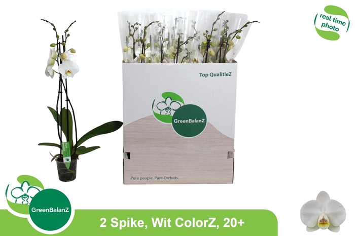 <h4>PHAL OV WIT</h4>