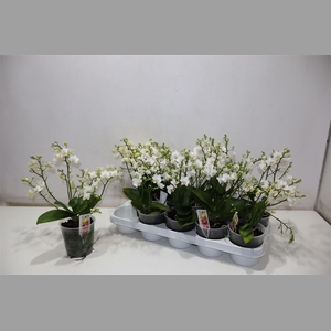 Phal Mf White Punch