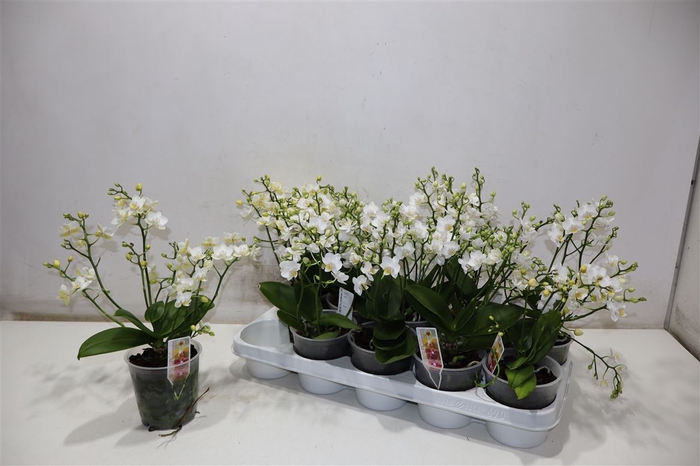 <h4>Phal Mf White Punch</h4>