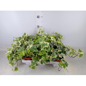 Hedera helix 'Tonny'
