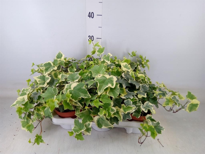 <h4>Hedera helix 'Tonny'</h4>