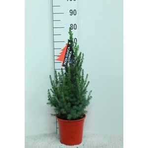 Picea glauca 'Conica'