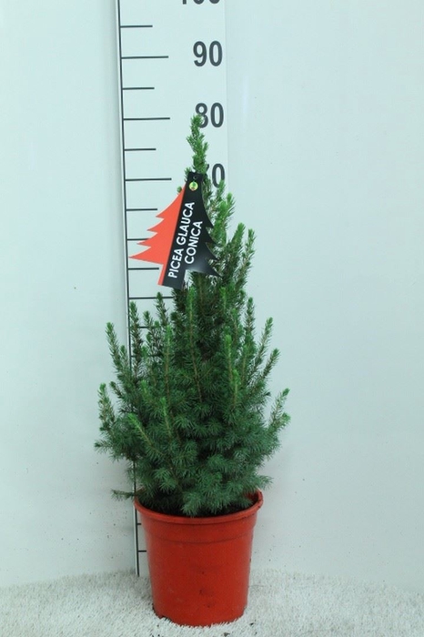<h4>Picea glauca 'Conica'</h4>