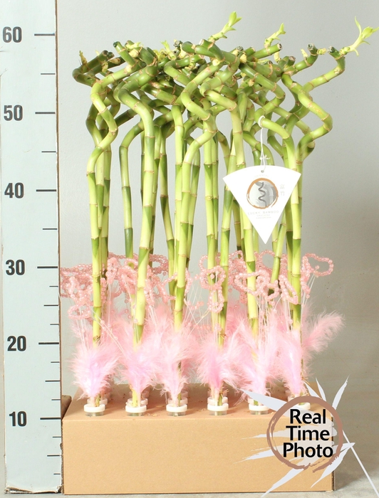 <h4>DRA LUCKY BAMBOO</h4>