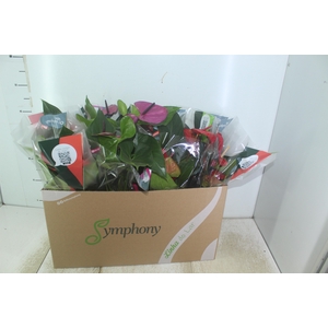 ANTHURIUM VARIADO P15