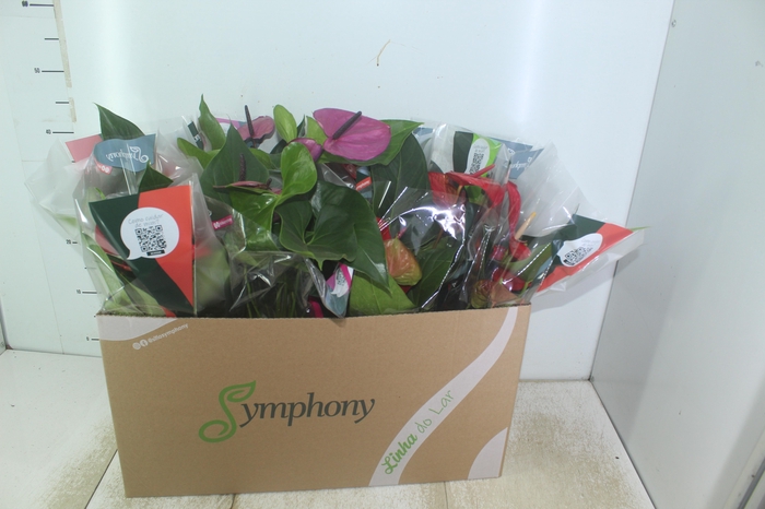 <h4>ANTHURIUM VARIADO P15</h4>