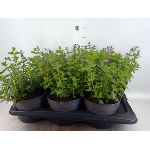 Nepeta faassenii  'Purrsian Blue'