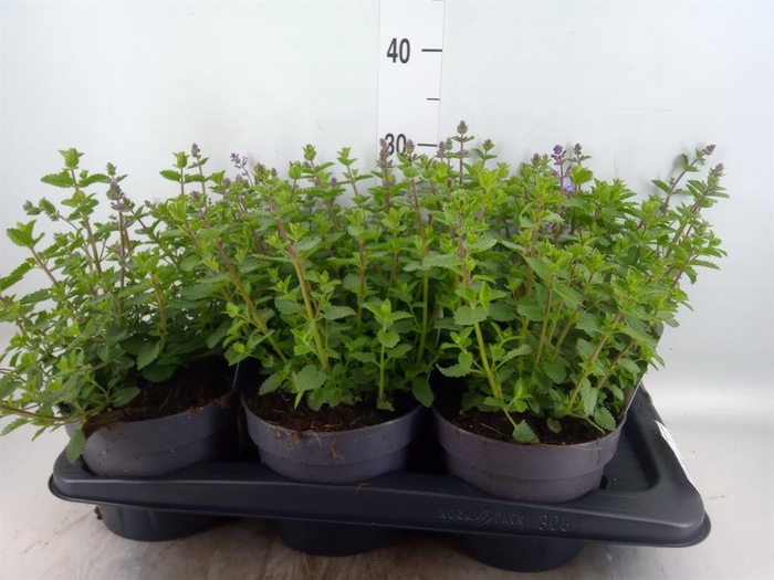 <h4>Nepeta faassenii  'Purrsian Blue'</h4>
