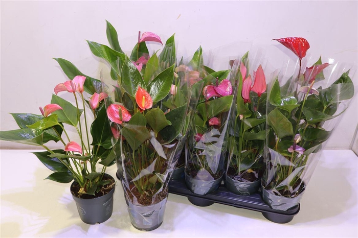 <h4>arr8 Anthu An Gem</h4>