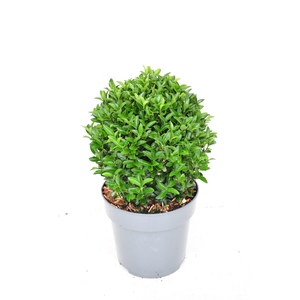 Euonymus japonicus 'Green Spire' 25/30 cm c5 BOL
