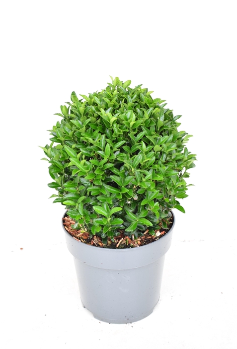 <h4>Euonymus japonicus 'Green Spire' 25/30 cm c5 BOL</h4>