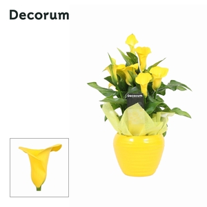 Zantedeschia (Calla) Geel in Ompot Melanie PASEN (Decorum)